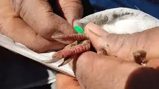 🇧🇷 ANILHANDO AS POMBADINHAS  ANILHAS DE MARCAÇÃO / SÁBADO 12 de junho de 2021