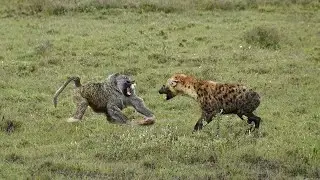 BERANI !! BABOON TIDAK GENTAR LAWAN HYENA, 11 Momen Hewan Liar Terekam Kamera