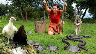 Catch snake and chicken in forest for food- Cooking snake soup eating delicious +4food of survival