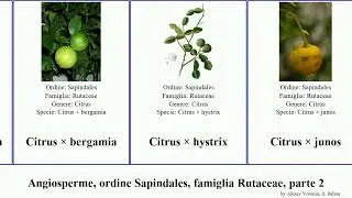 Angiosperme, ordine Sapindales, famiglia Rutaceae, parte 2 citrus flindersia fortunella album iyo