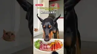 Why Should Dobermans Eat Raw Meat?#shorts