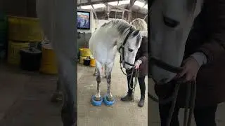 Horse on Balance Pads