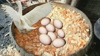 35 Lira ile 5 Tane Kaz Folluğu Nasıl Yapılır?#kazfolluğu #kümeshayvanları #çorumkazı