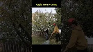 Pruning a Medium Apple Tree in the Fall (Timelapse)