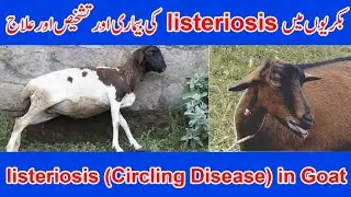 Listeriosis | listeriosis in Goat | symptoms of Listeriosis | Diagnosis & Treatment of Listeriosis