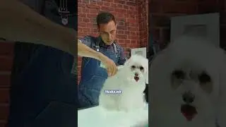 T&Eacute;CNICA de TIJERA en BICH&Oacute;N MALT&Eacute;S