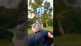 White-breasted woodswallow Free Fly #freefly #bird #shorts #pets #raptor