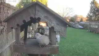 Bird Table Jan 2025 . Collard Doves .