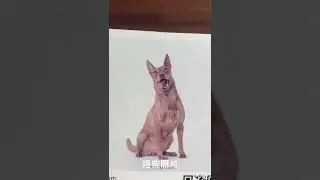 一個步驟替浪浪找家🥰