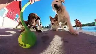 A Day at Dee-O-Gee Care | What to Expect for Your Furry Friends! 🐾