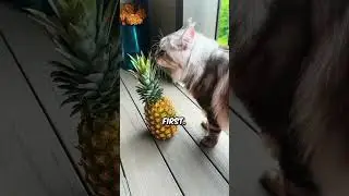 Фрукты, которые ваша кошка ДЕЙСТВИТЕЛЬНО может есть. 🍉 #фактыокошках