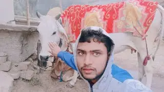Gau Mata is live