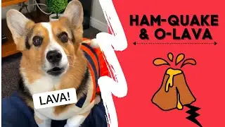 Corgis cause Natural Disasters! | Hammy & Olivia