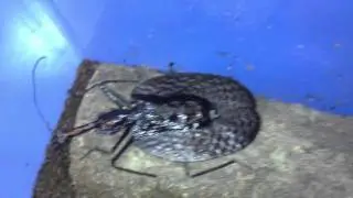 HD Mormolyce phyllodes (Ground beetles) from Kingdom of Beetle Taiwan(origin :Malaysia).MP4