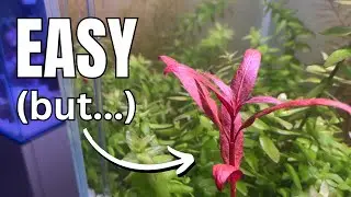 Red Plants Are Easy, If You Know This&hellip;