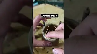 trap #animals #viral #survival #bushcraft