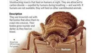 Pest Control Charlotte NC - Ivey Exterminating Inc.