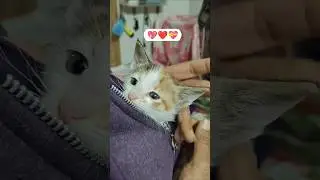 So sweet baby 💓 #shorts #viral #trending #viralvideo #viralshorts #love #cute #cat #kitten #short