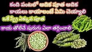 RED gram production and pest management.wilt management practices #viralvideo #agriculturefarming👍👌