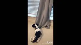 Funny cute animals vidoos of Dogs cats kittens and pet babies for playing in 2021