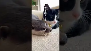 おすすめ曲かわいい動物 #viral #cute #otter #micro #animals #laugh #everyone #cat #seal #かわいい動物 #おすすめ曲