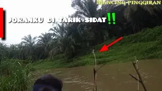 Joranku hampir di bawa kabur sidat // mancing sidat air keruh di sungai