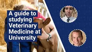 A guide to studying Veterinary Medicine at university. Inc how to become a Vet | UniTaster On Demand