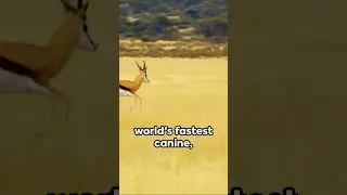 Husky british guy narrates video