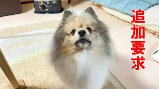 ちょっとゲボったのでゴハン少な目にしたら追加要求がすさまじかったポメラニアン