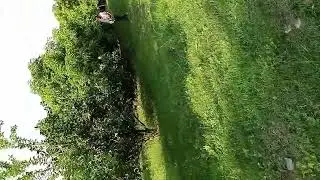 Afar region zone 4  Ethiopia horticulture mango 🥭🥭 orange 🍊🍊🍊 plantation