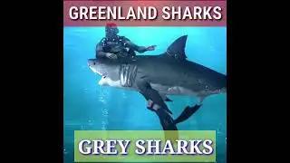 GREENLAND SHARKS | facts about Greenland sharks | sharks facts