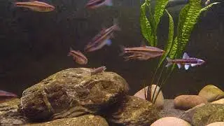 Drifting Shiners