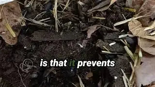 🌱 Nurturing Tomorrow's Earth Stewards!