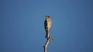 Piu&iacute; boreal (Contopus cooperi) vocalizando em Goi&acirc;nia.