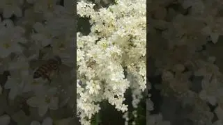 Manimulla , Nagamulla #ytshortsvideo #flowers #garden #gardening #naturelovers #plants #flowerytales