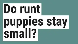 Do runt puppies stay small?