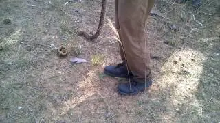 Most Venomous Snake in the world Russell Viper | Snake live catching | Irulas | KannaadiViriyan