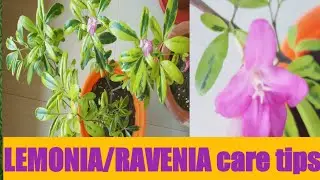 Lemonia plant care| Exotic plant |Ravenia Spectabilis complete care