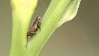Froghopper producing honeydew