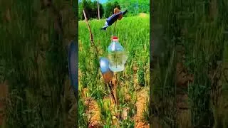 invention or sound to scare away birds to protect crops #satisfying