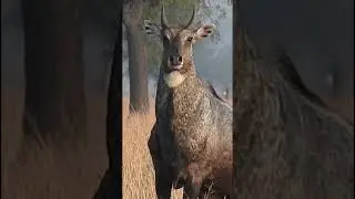 Voice of nilgai