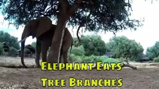 Elephant Eating Tree Branches