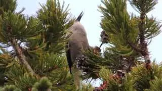 Clarks Nutcracker
