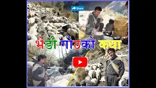 भेडी गोठका जिवन्त कथा | Bhedi goth | Story ofa shepherd life  | Myagdi chimkhola  |