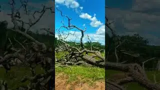 #sertanejo #modao #raiz #fazenda #pecuarista #modacaipira #sertanejoraiz #caipira