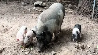 Daily life a mother pig and three piglets eating
