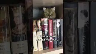 Funny cat. Part 73 | MOOD COLOR | FUNNY CATS | Tik Tok | Shorts