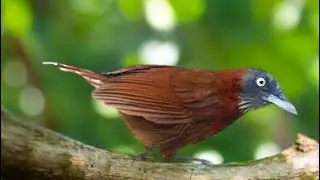 Masteran tepus kepala abu ngebren !! Tembakan panjang 