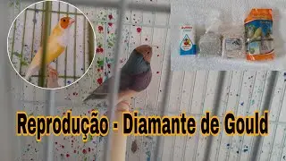 1 - Preparando os diamantes de gould para reprodução/cálcio