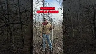 Pruning Apple Trees! #youngfarmers #pruning #appleorchard #youtubeshorts #agriculture